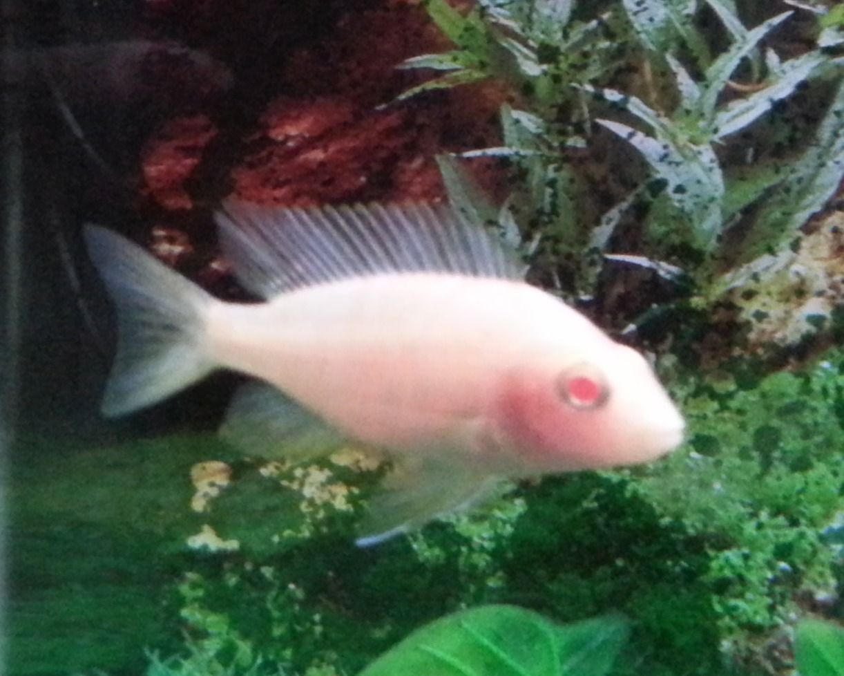 Peacock Cichlid