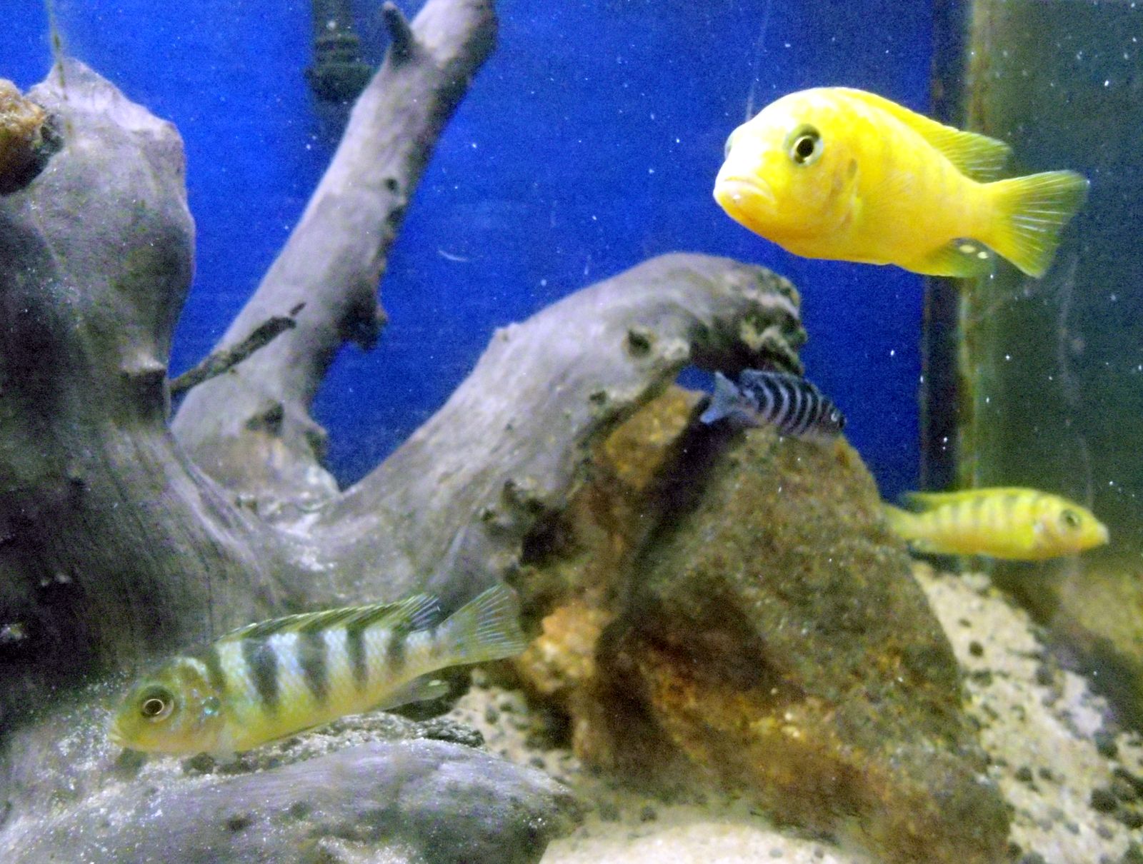 African Cichlid — Foto 2