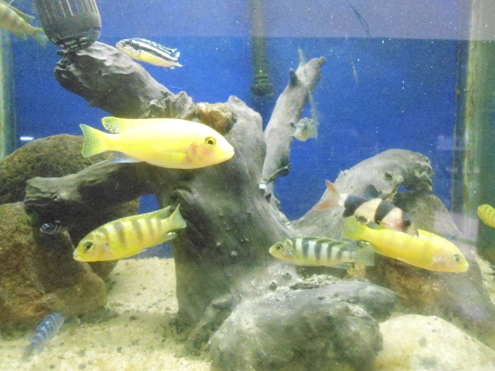 African Cichlid — Foto 3
