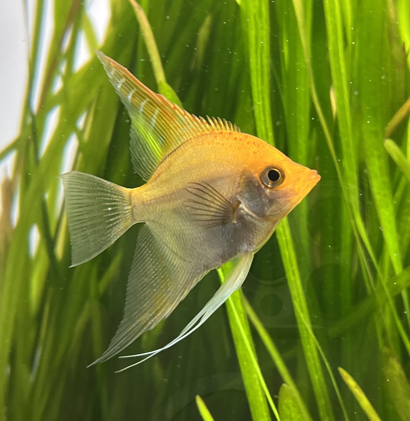 Altum Manfish
