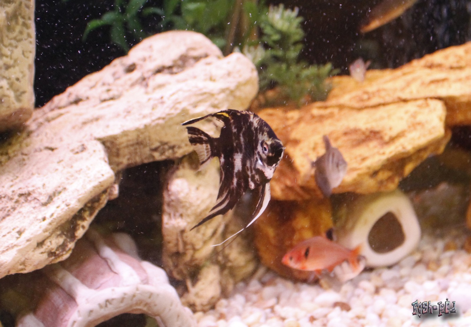 Angelfish / Skalare — Foto 2