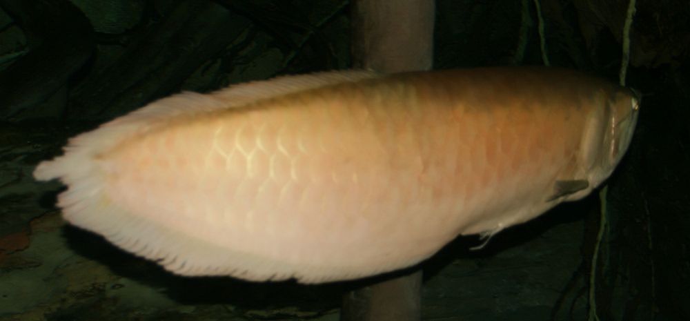 Arwana Super Red