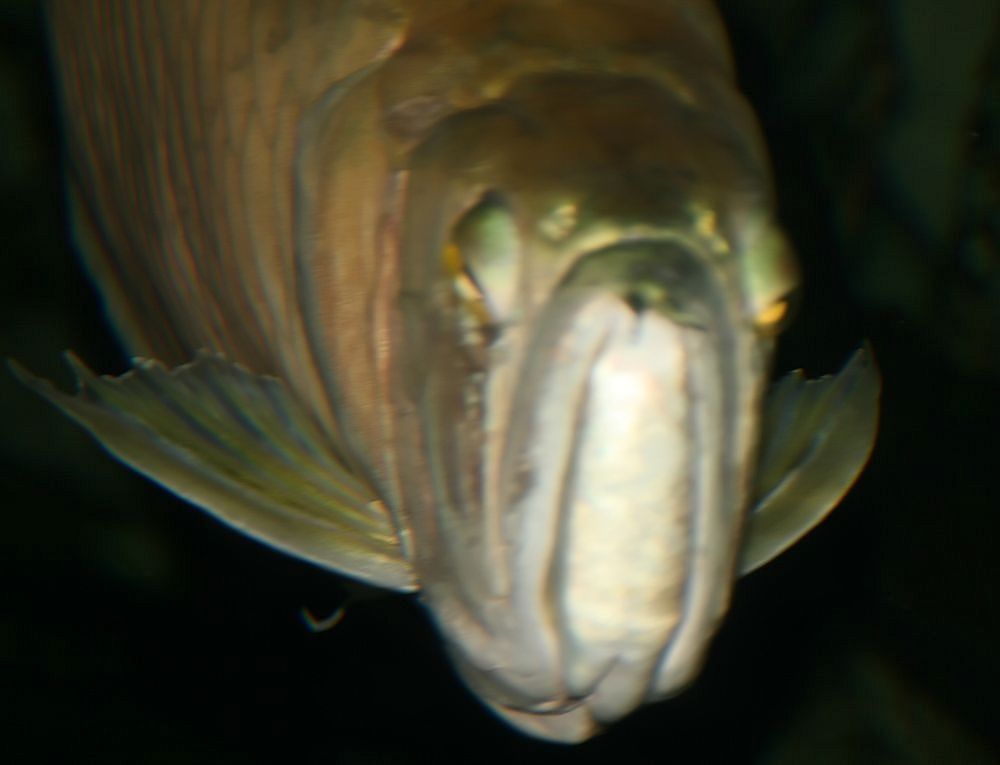 Arwana — Foto 2