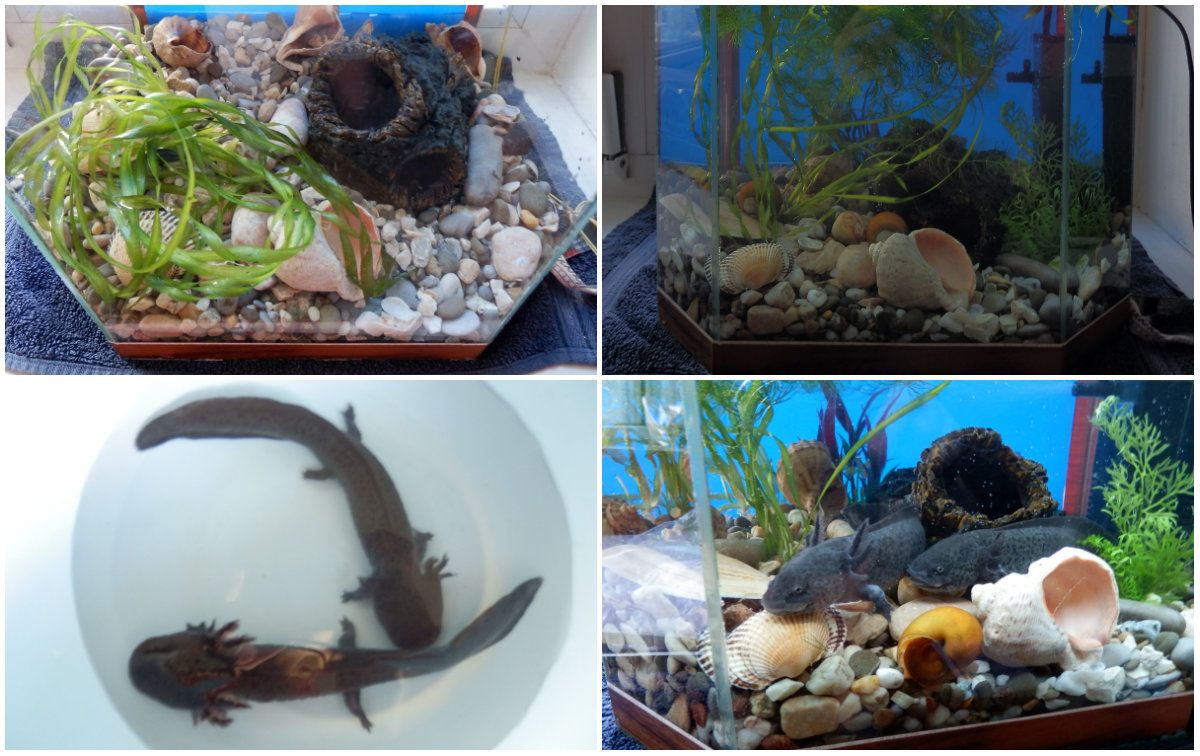 Axolotl — Foto 1