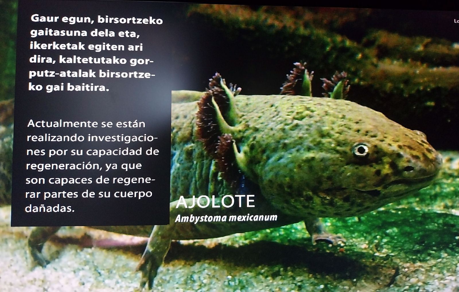 Axolotl — Foto 2