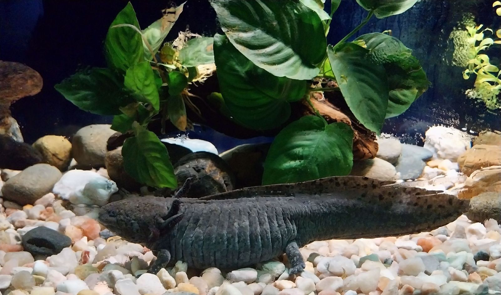 Axolotl — Foto 3