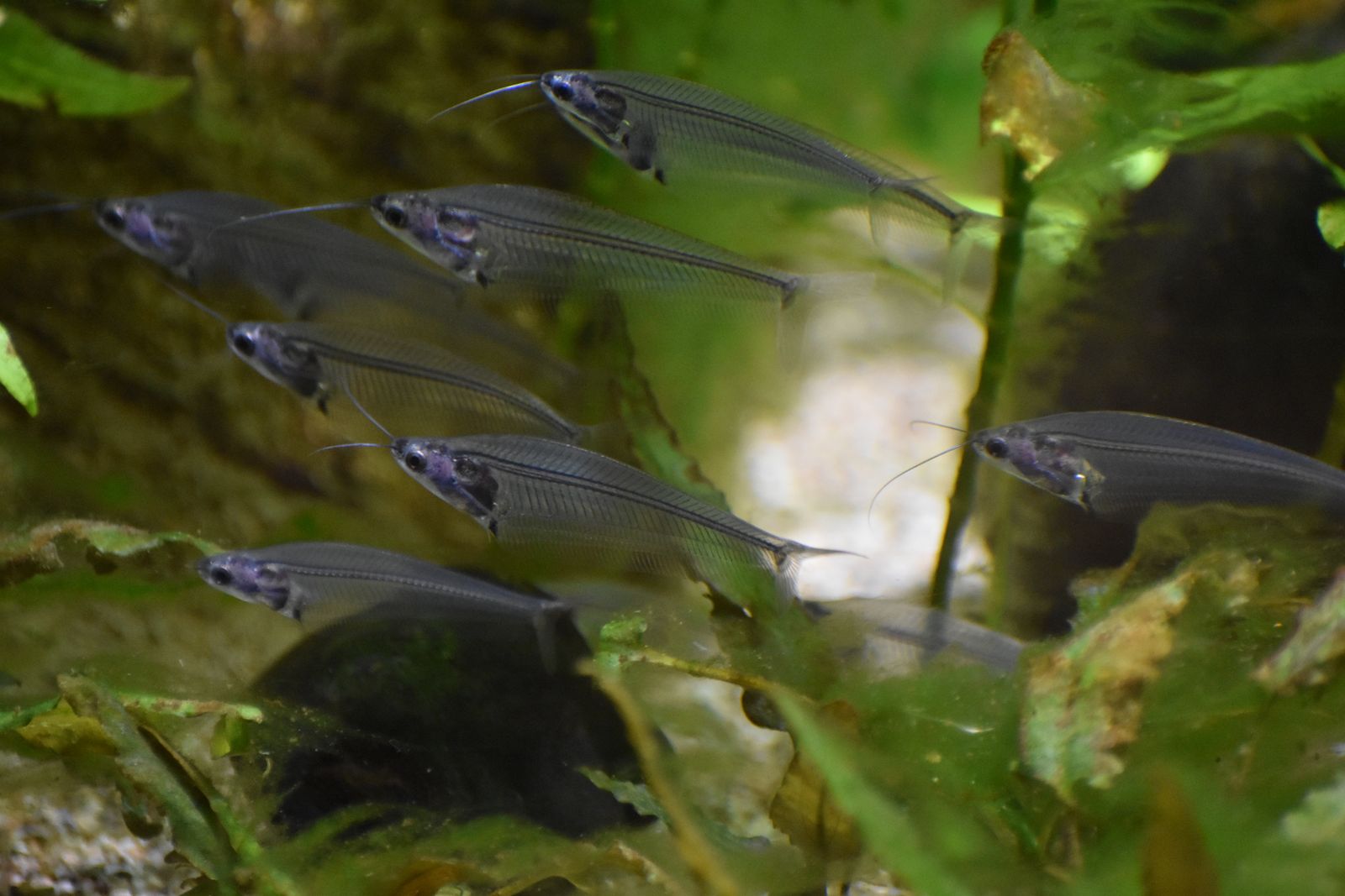 Catfish Lainnya — Foto 2