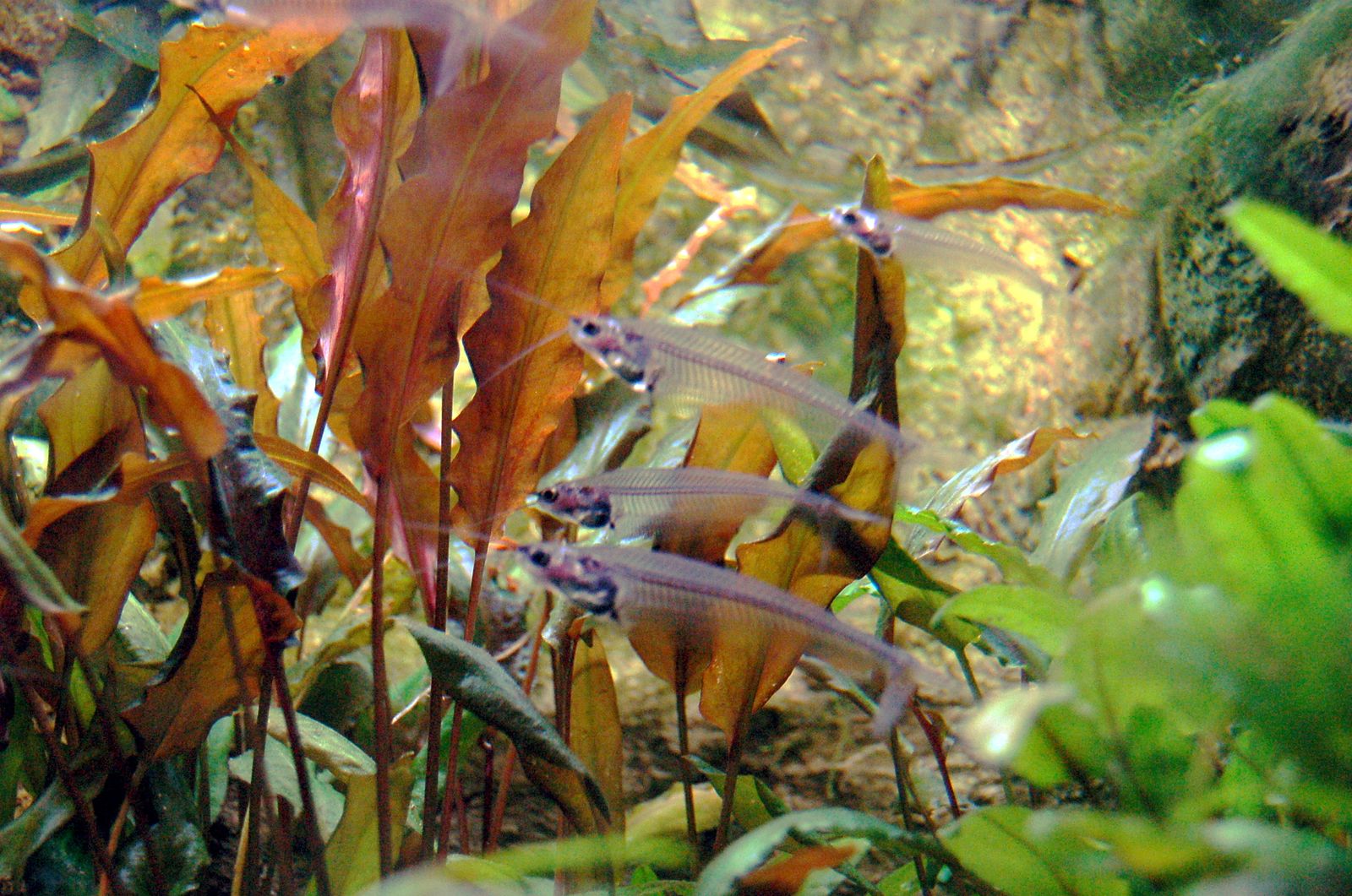 Catfish Lainnya — Foto 3