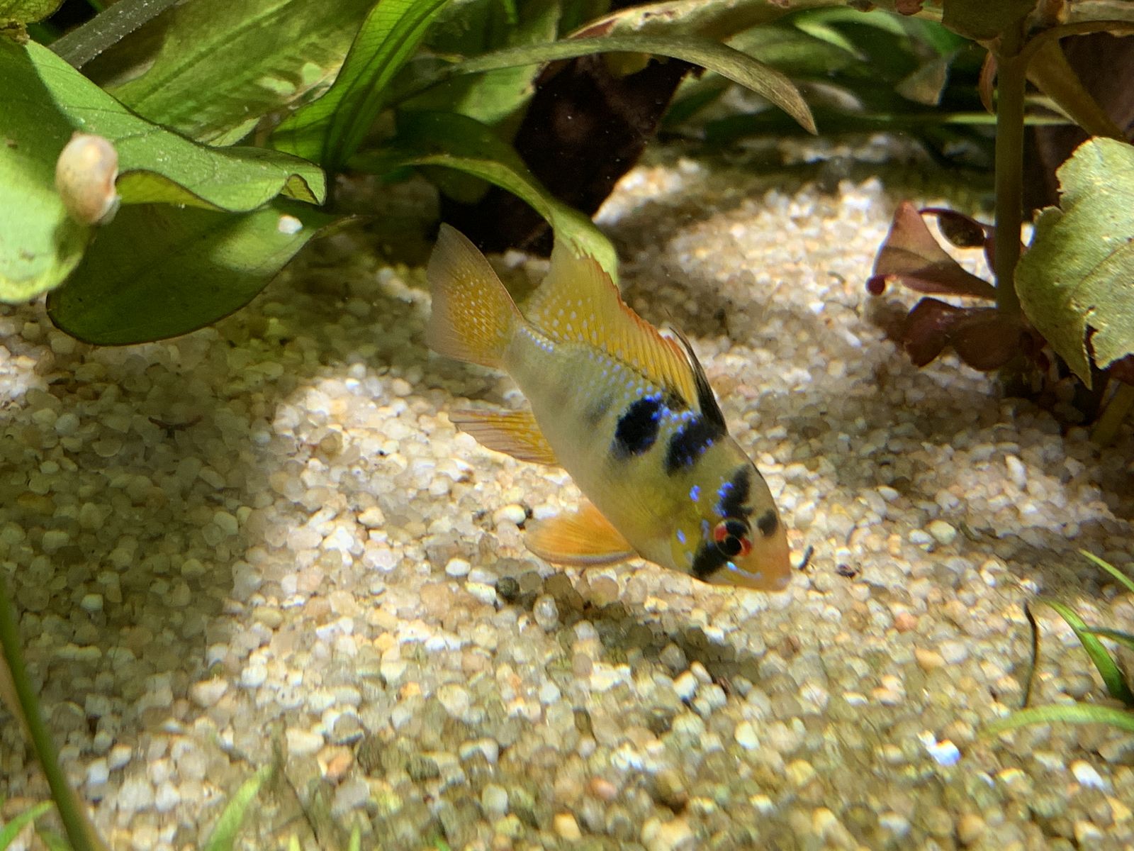 Ramirezi