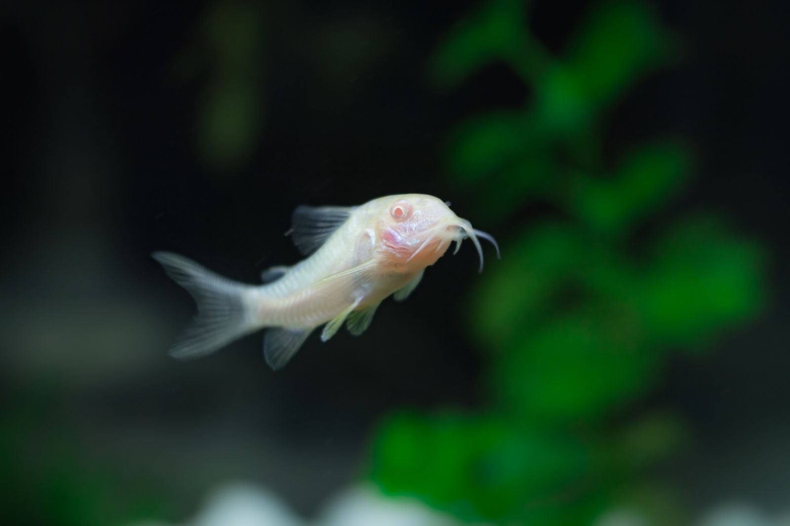 Corydoras Bronze