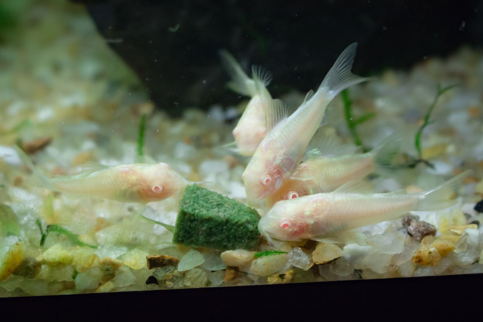 Corydoras Bronze — Foto 2