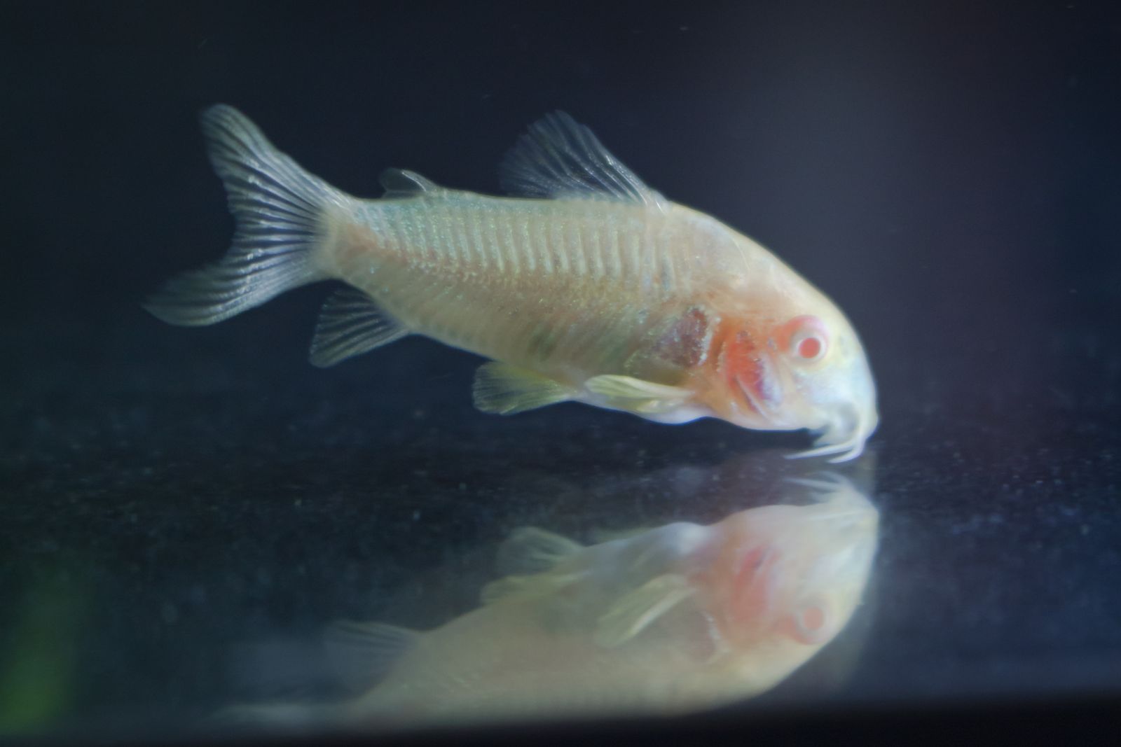 Corydoras Bronze — Foto 3