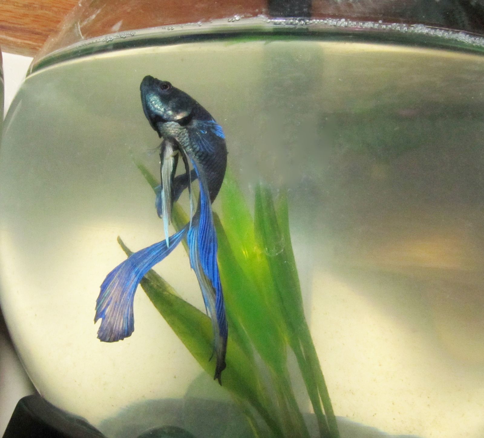 Cupang / Betta — Foto 2