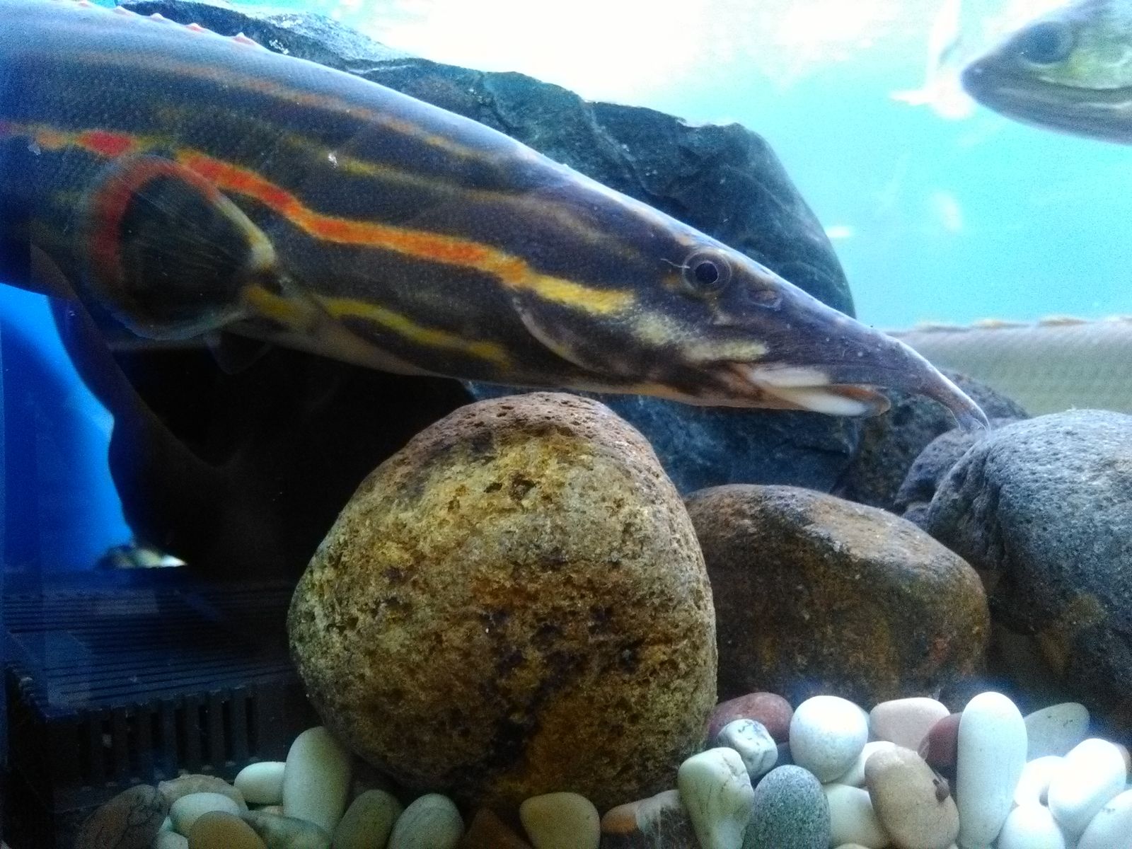 Ikan Sili Api