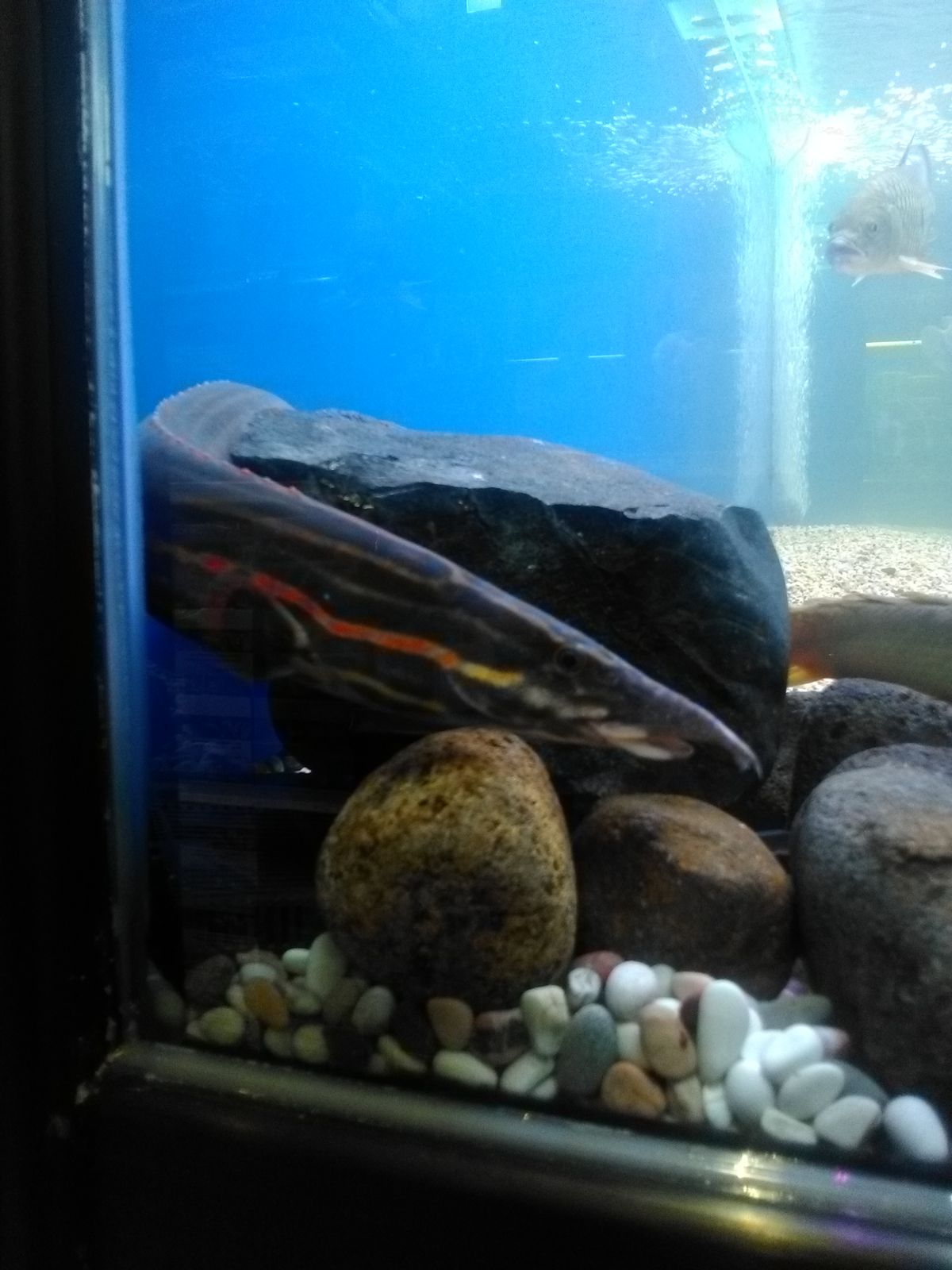Eel / Belut Hias — Foto 2