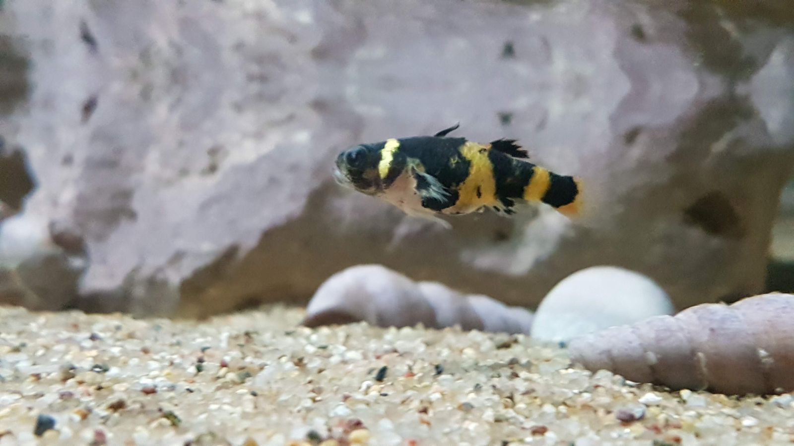 Bumblebee Goby