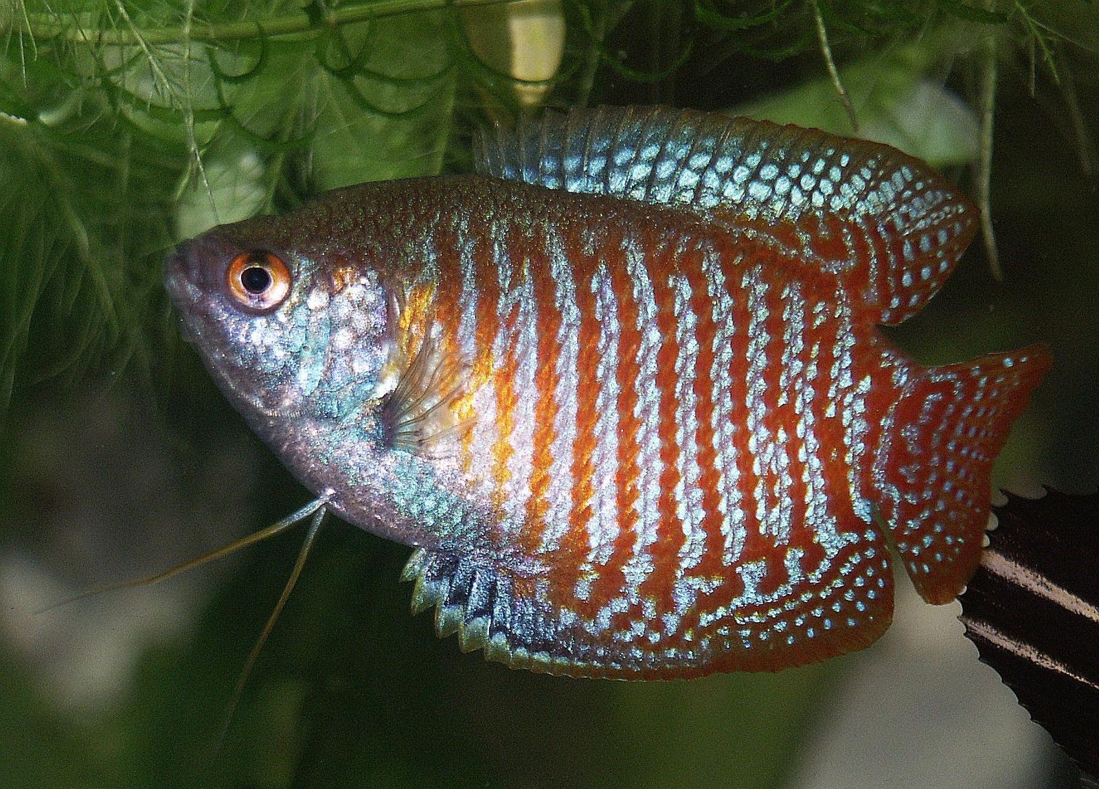 Gourami Kerdil, ukuran 5-8