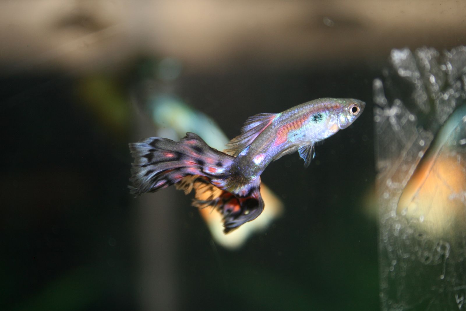 Guppy