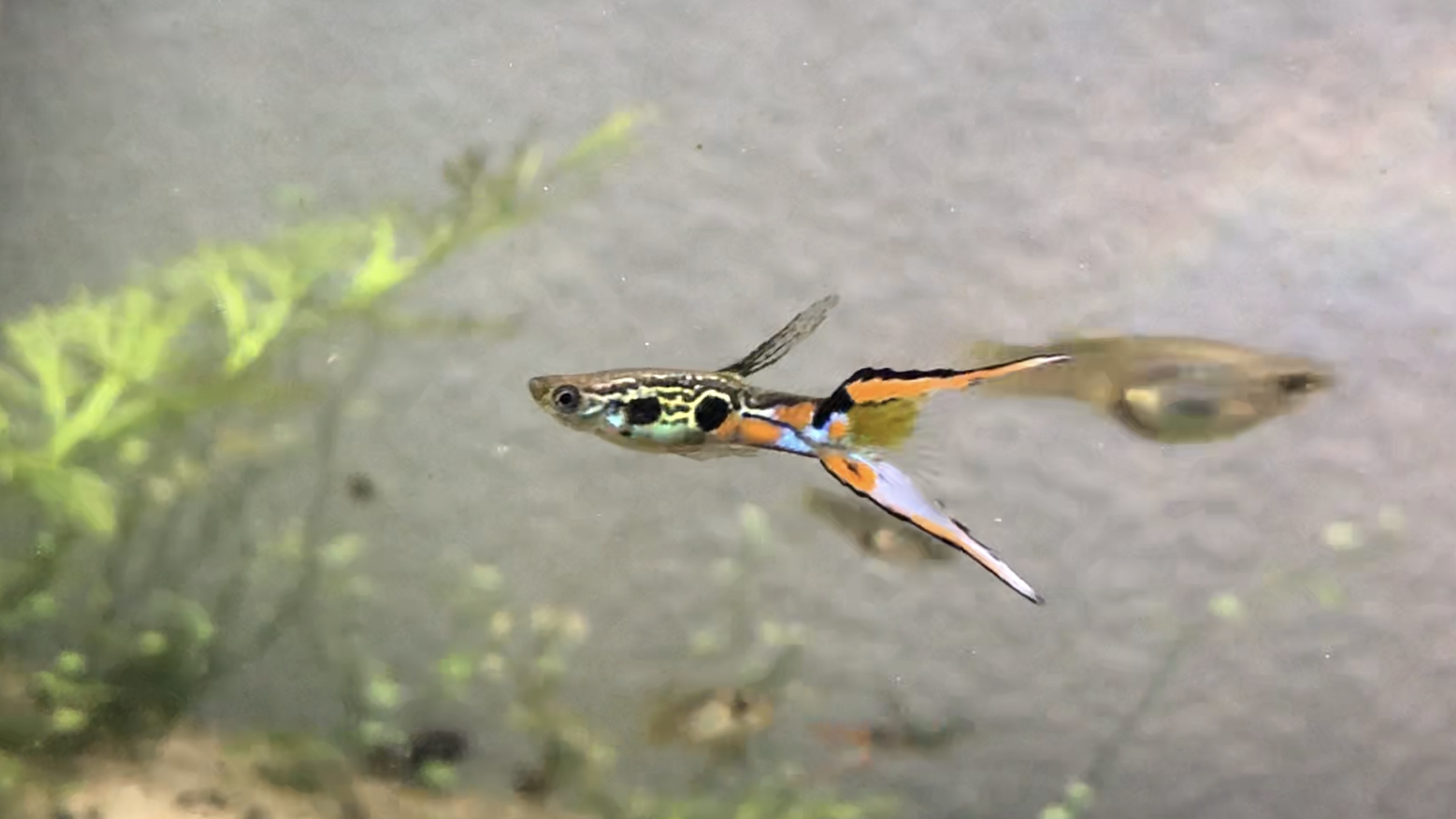 Ikan Gapi — Foto 2