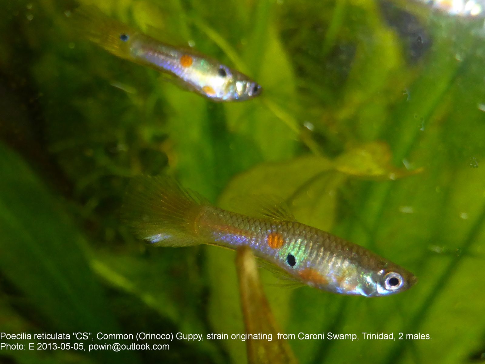 Ikan Gapi — Foto 3