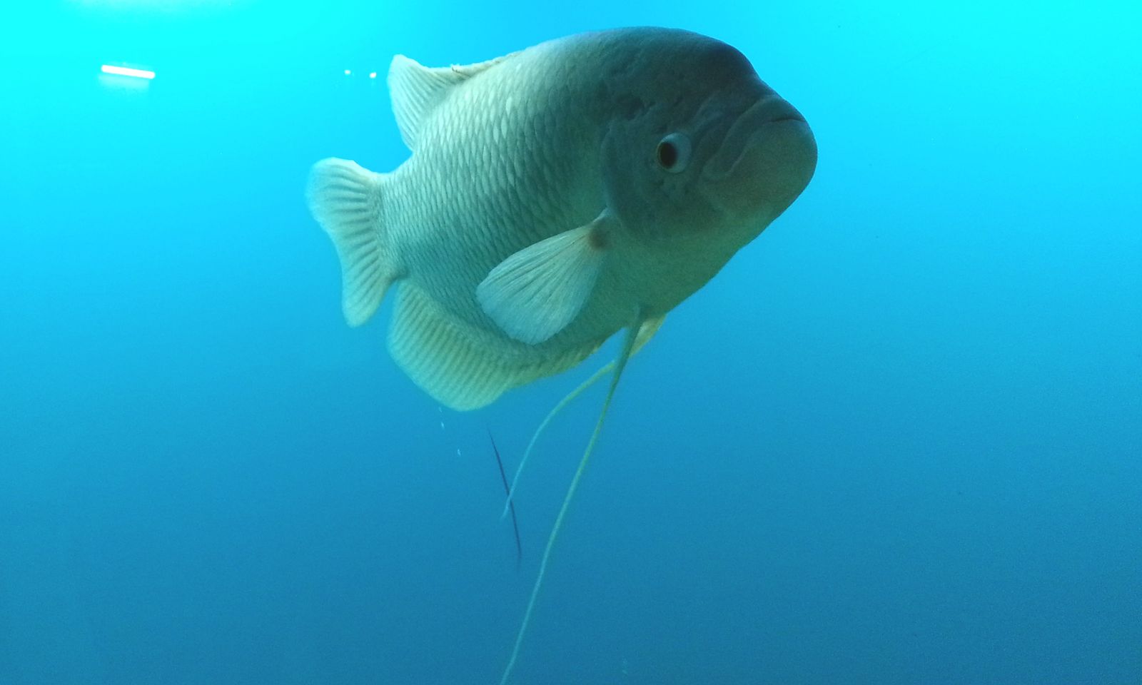 Ikan Gurame