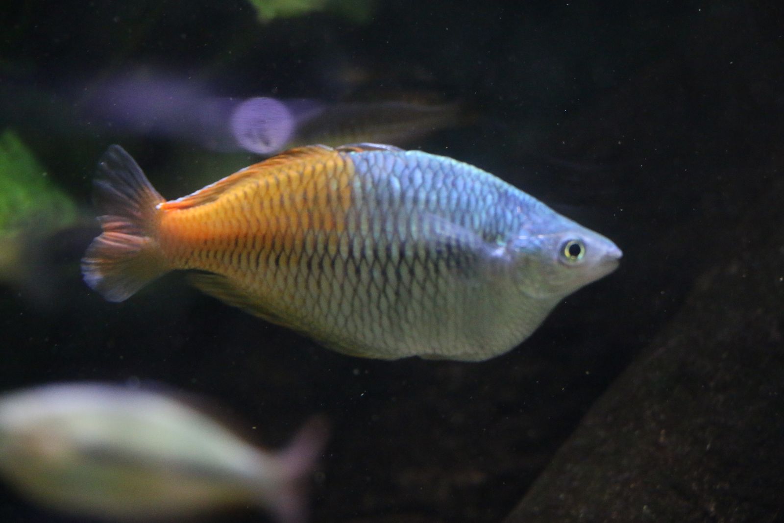Ikan Pelangi Boesemani