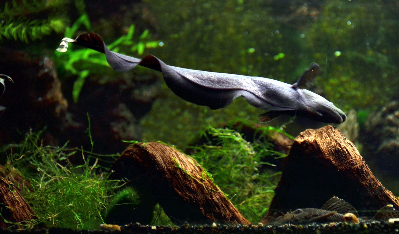 Knifefish — Foto 2