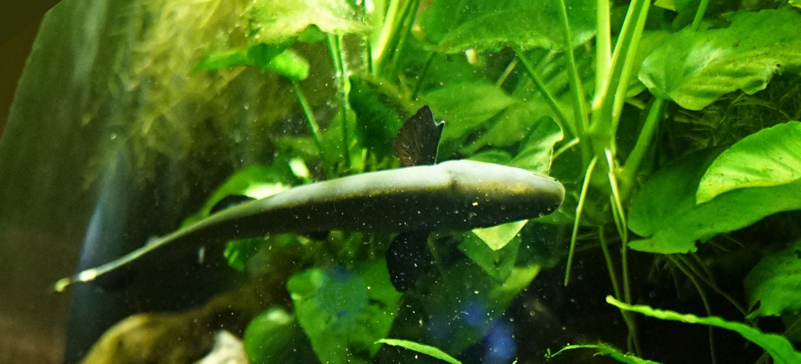 Knifefish — Foto 3