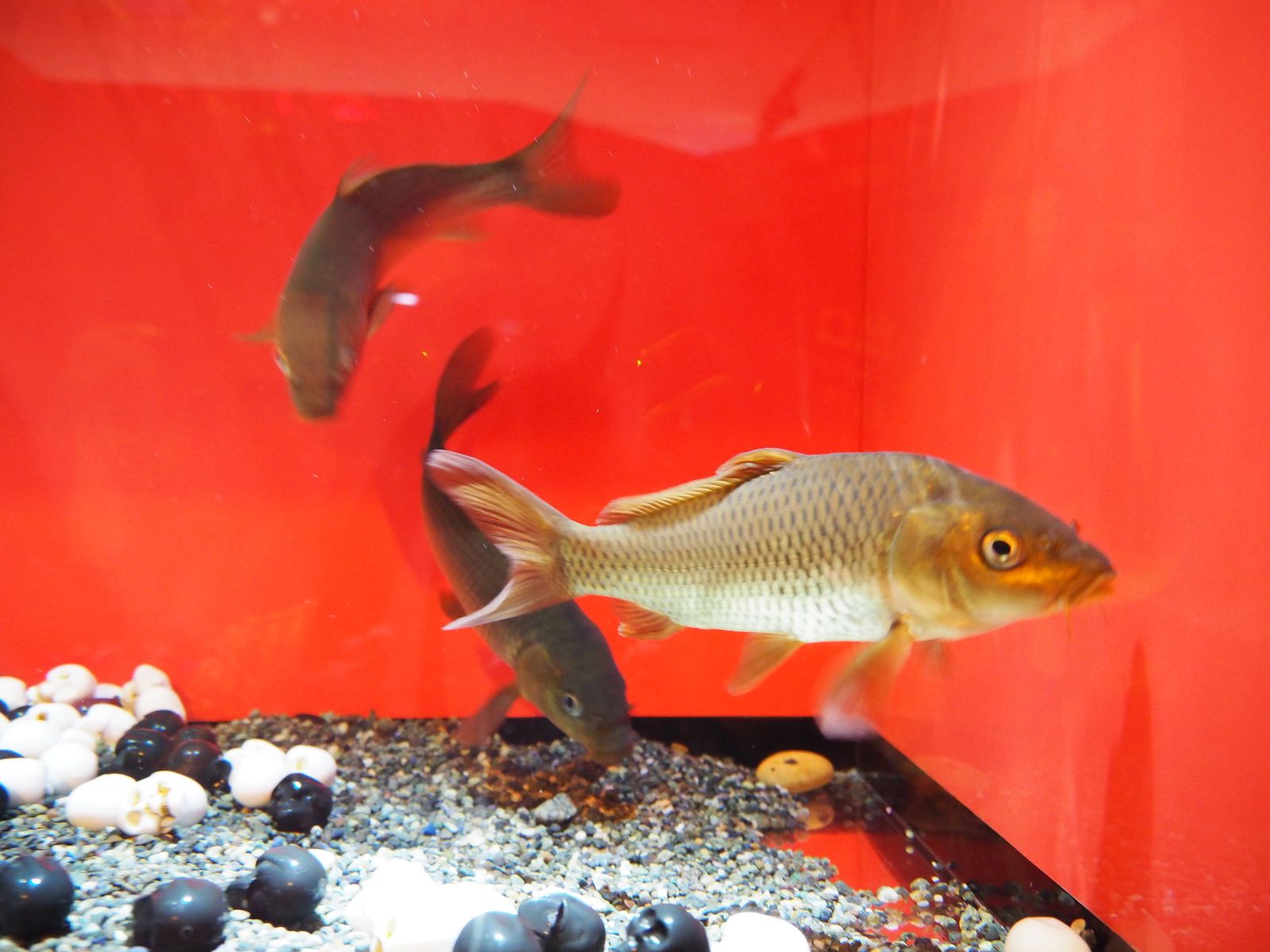 Ikan Koi