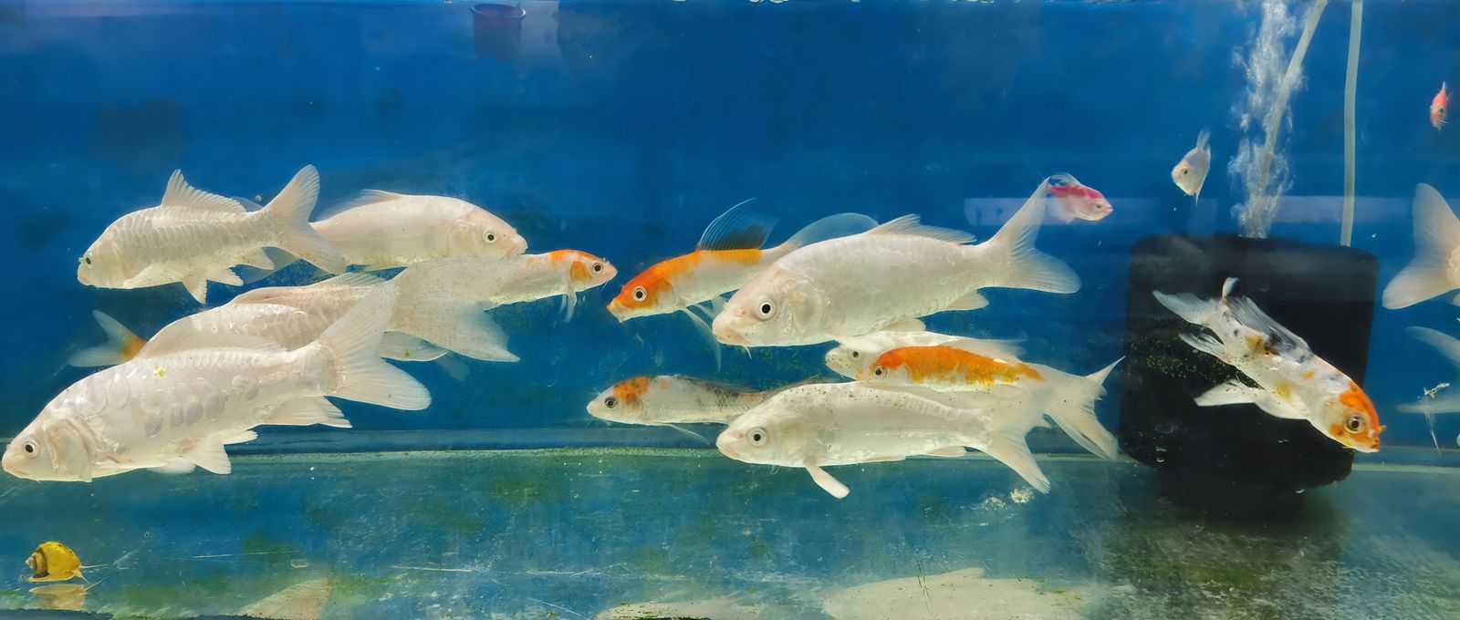 Ikan Koi — Foto 2