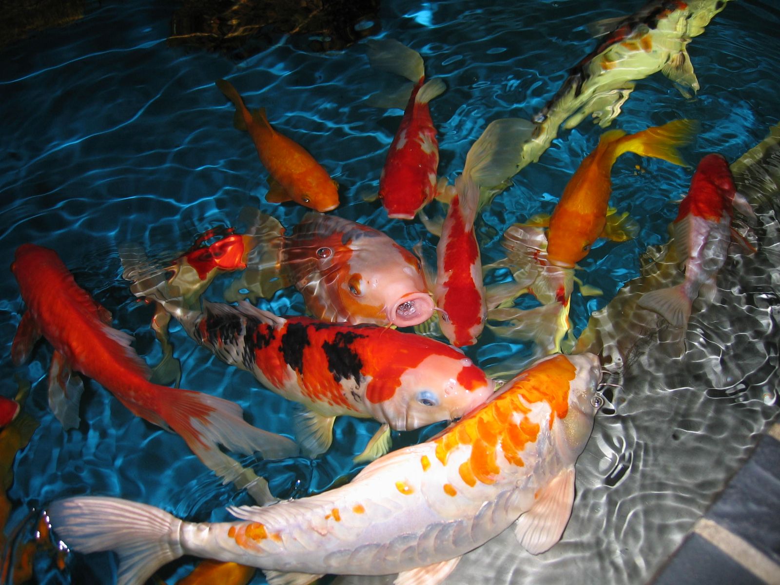 Ikan Koi — Foto 3
