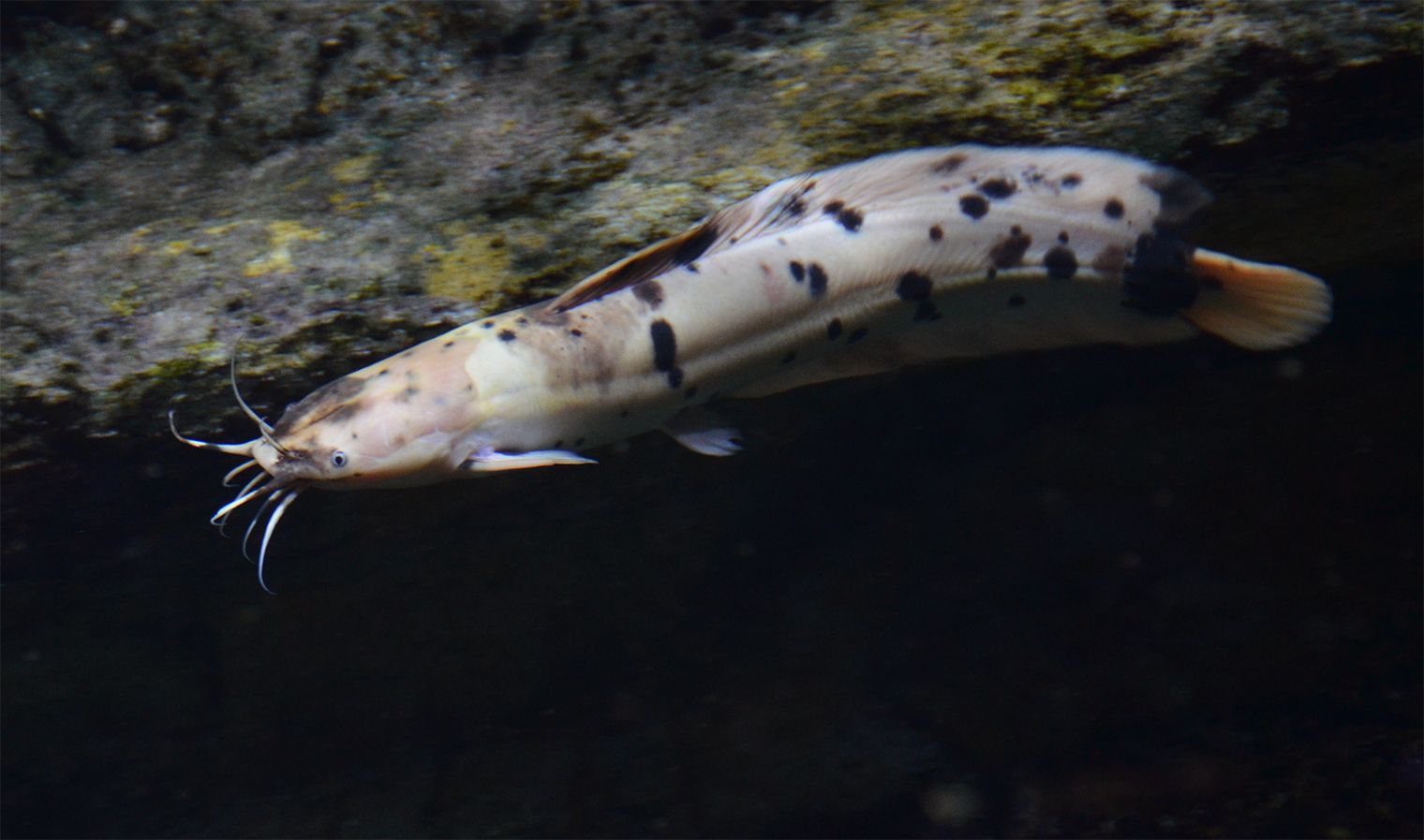 Ikan Lele