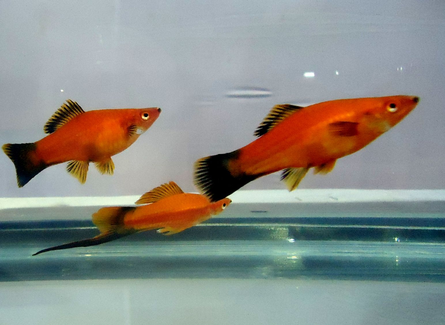 Platis, ukuran 4-6