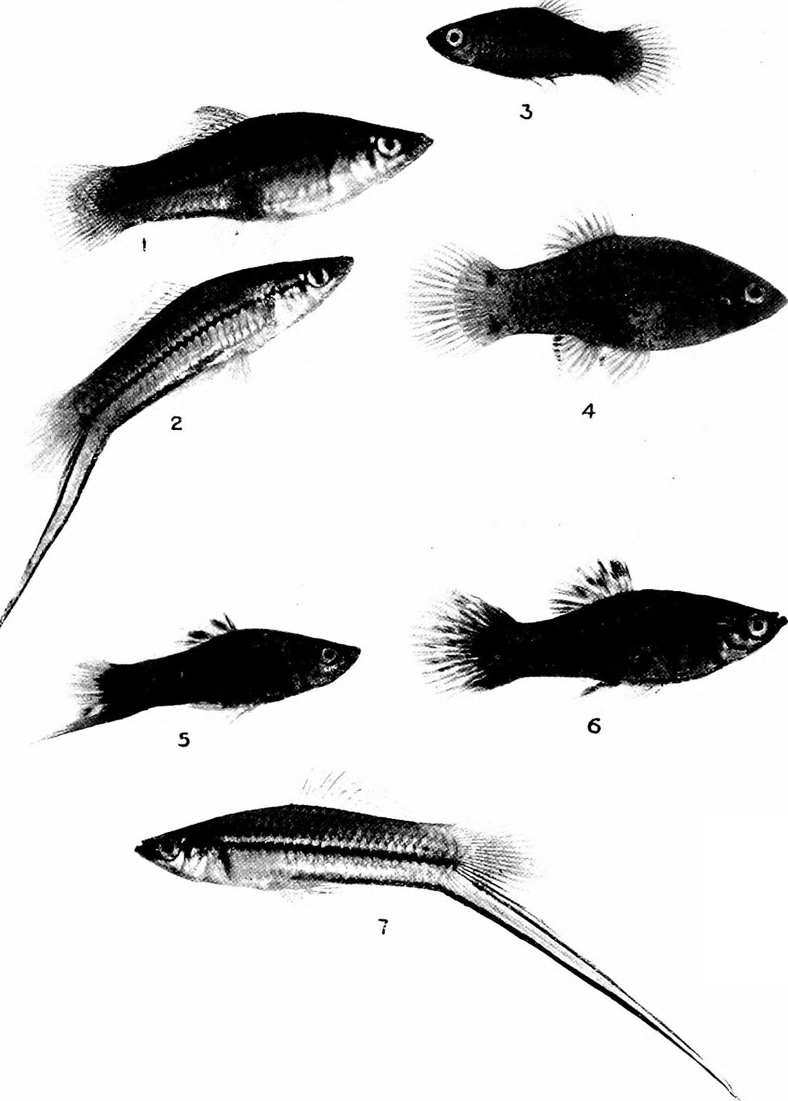 Ikan Pedang — Foto 2