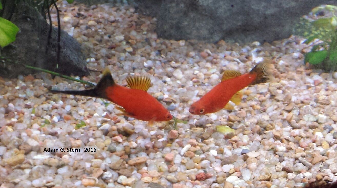 Ikan Pedang — Foto 3