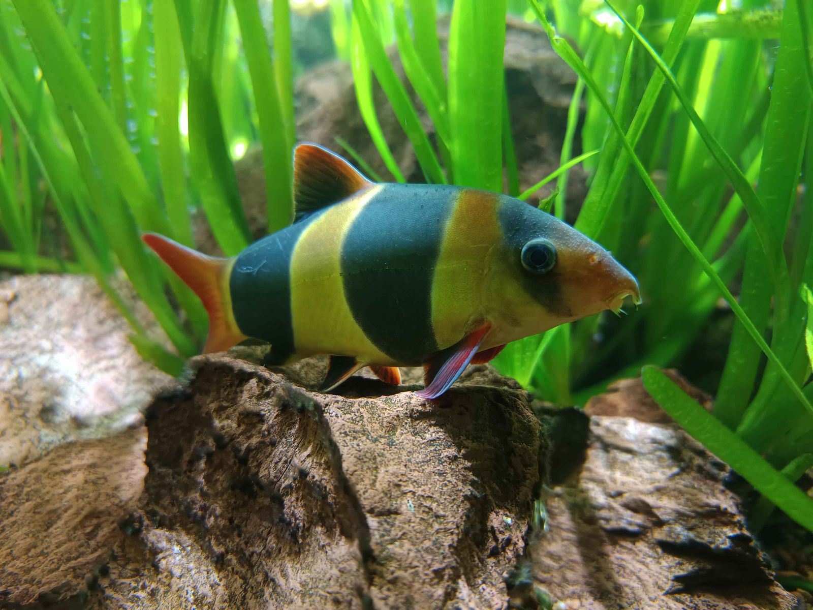 Ikan Botia