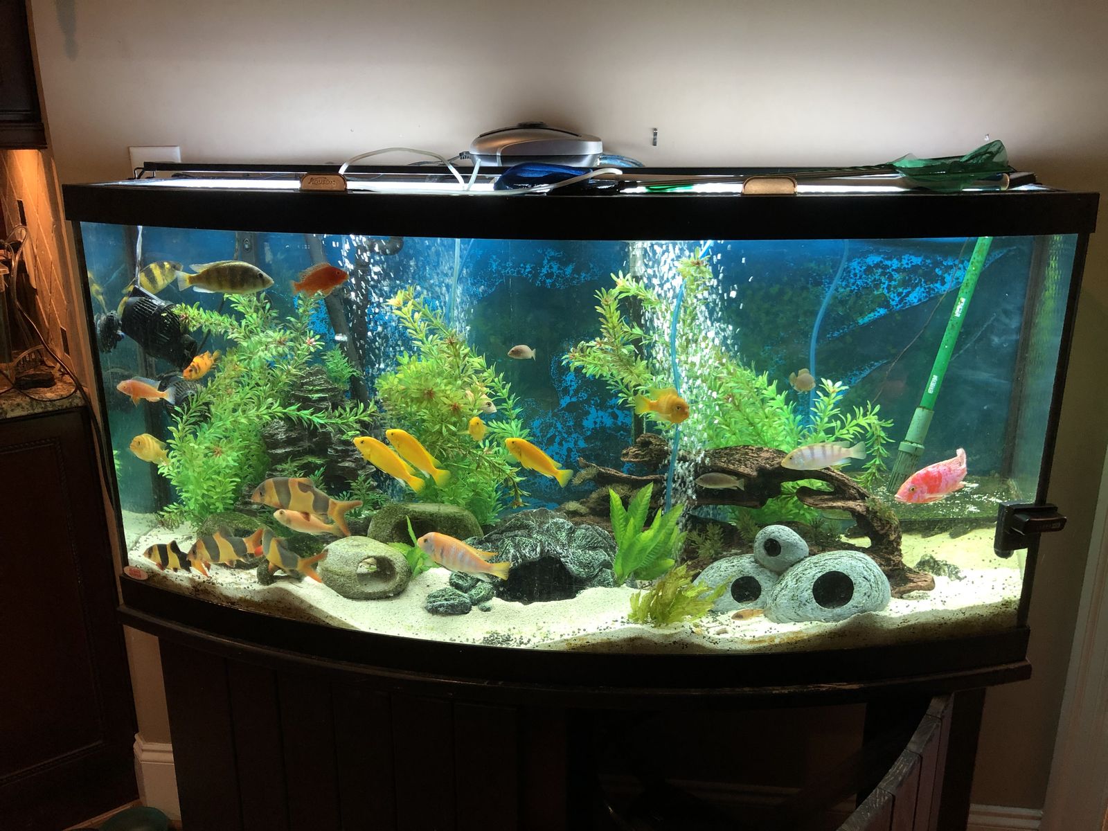 Loach — Foto 2