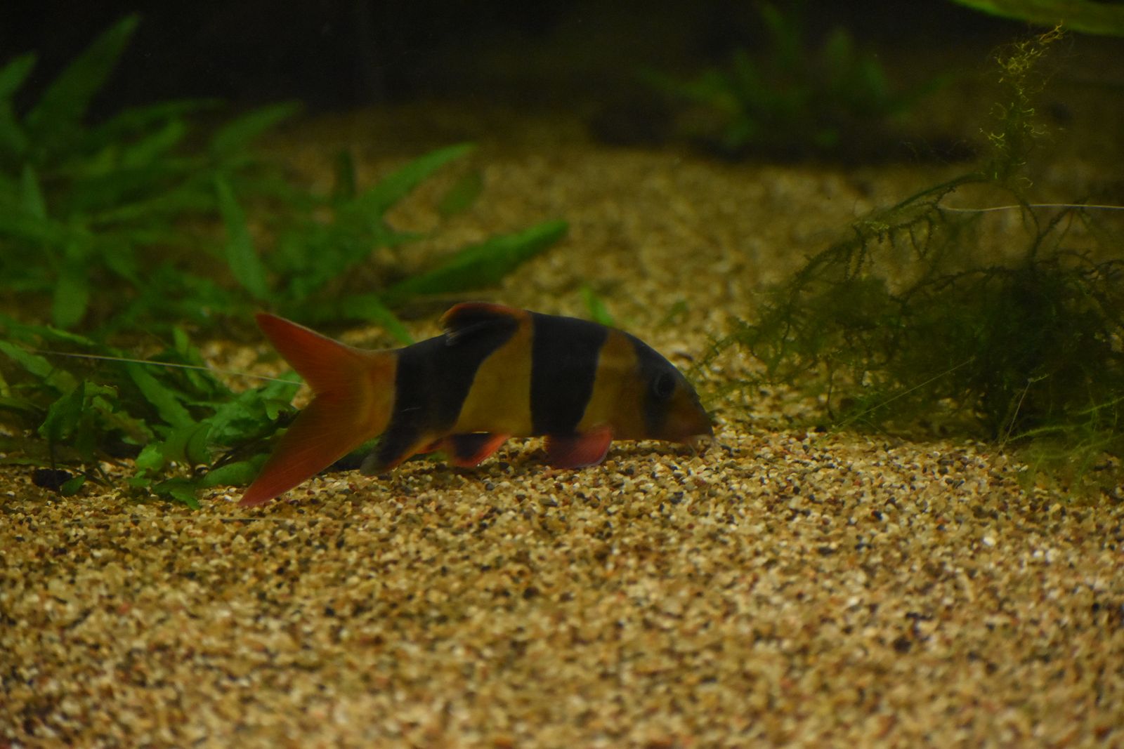 Loach — Foto 3