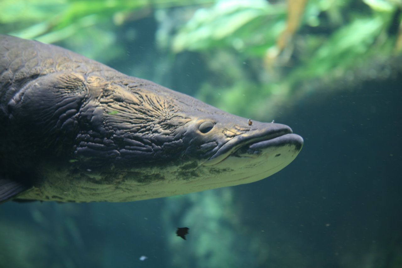 Ikan Arapaima