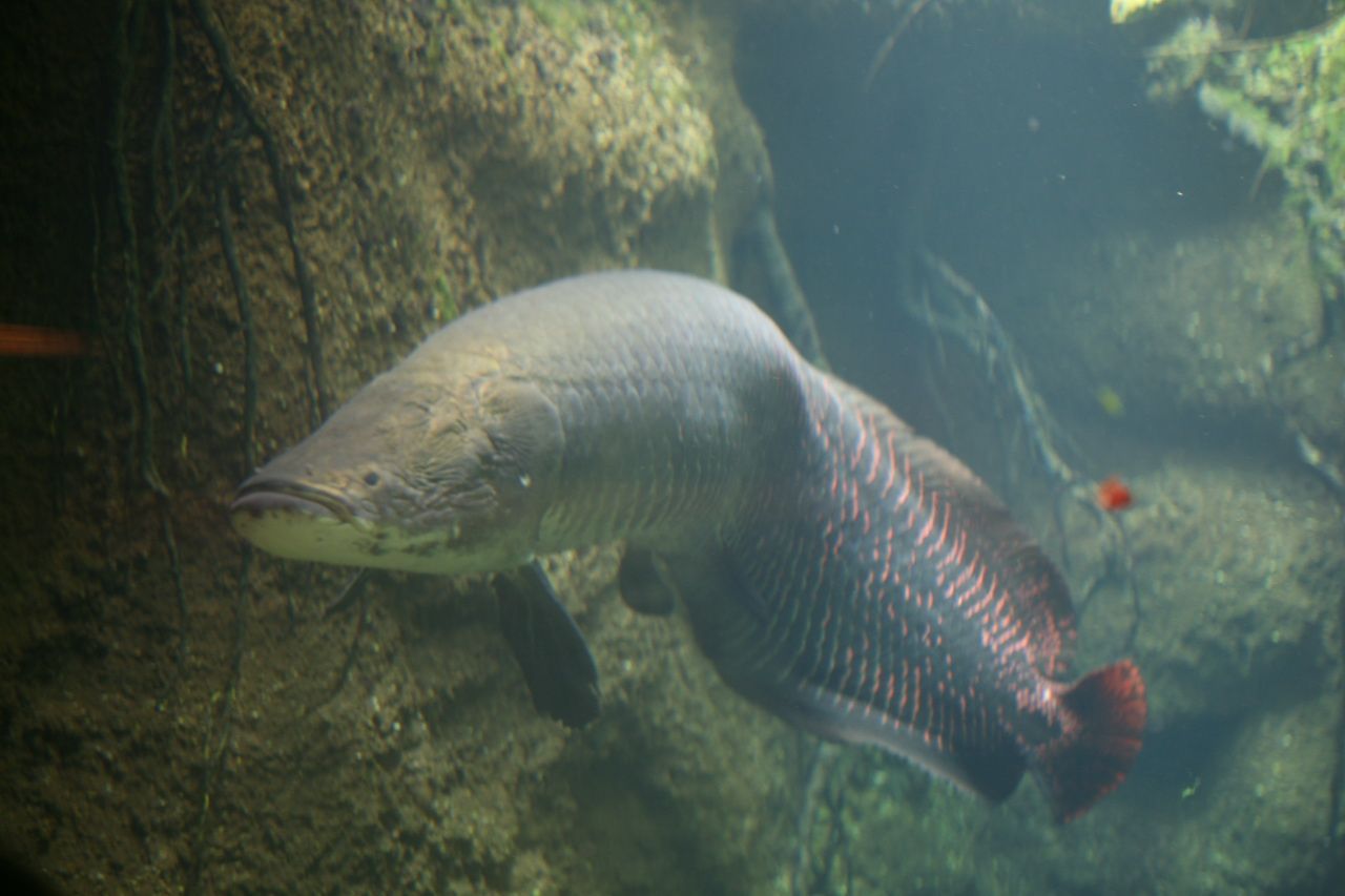 Monster Fish — Foto 2