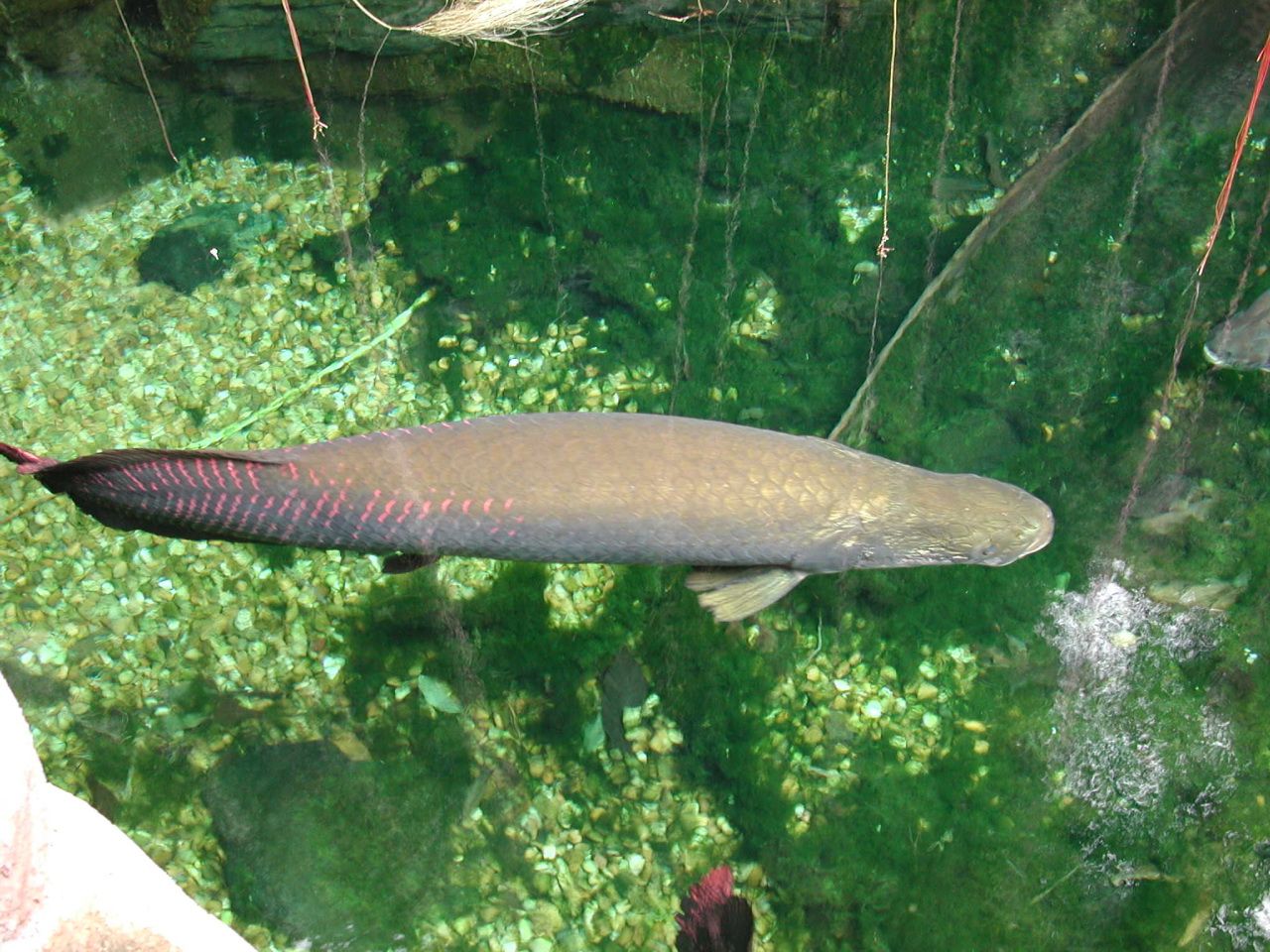 Monster Fish — Foto 3