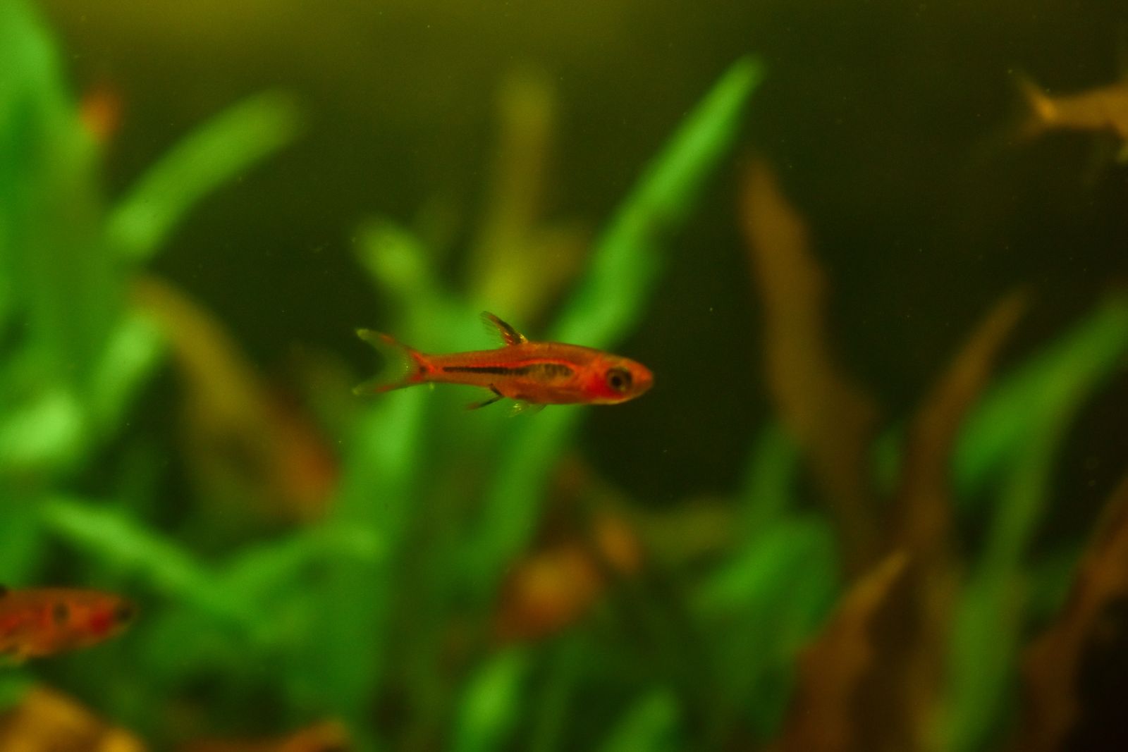 Rasbora Chili