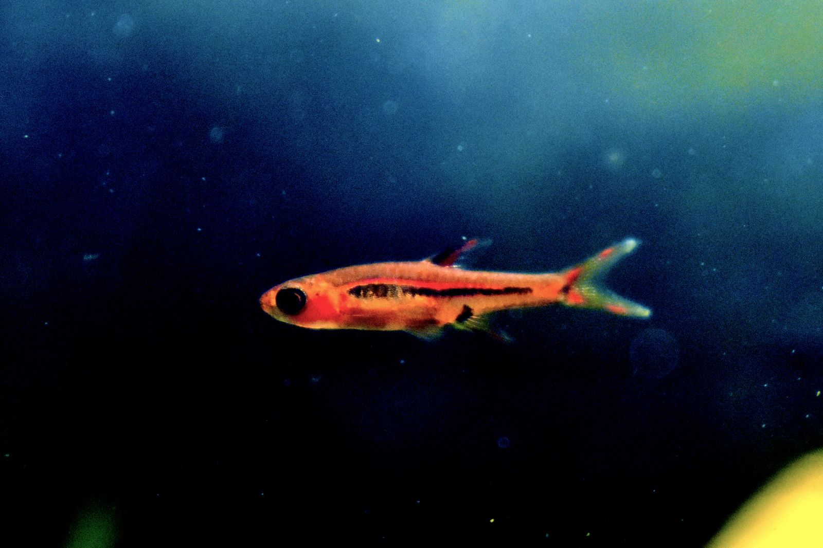 Nano Fish — Foto 2