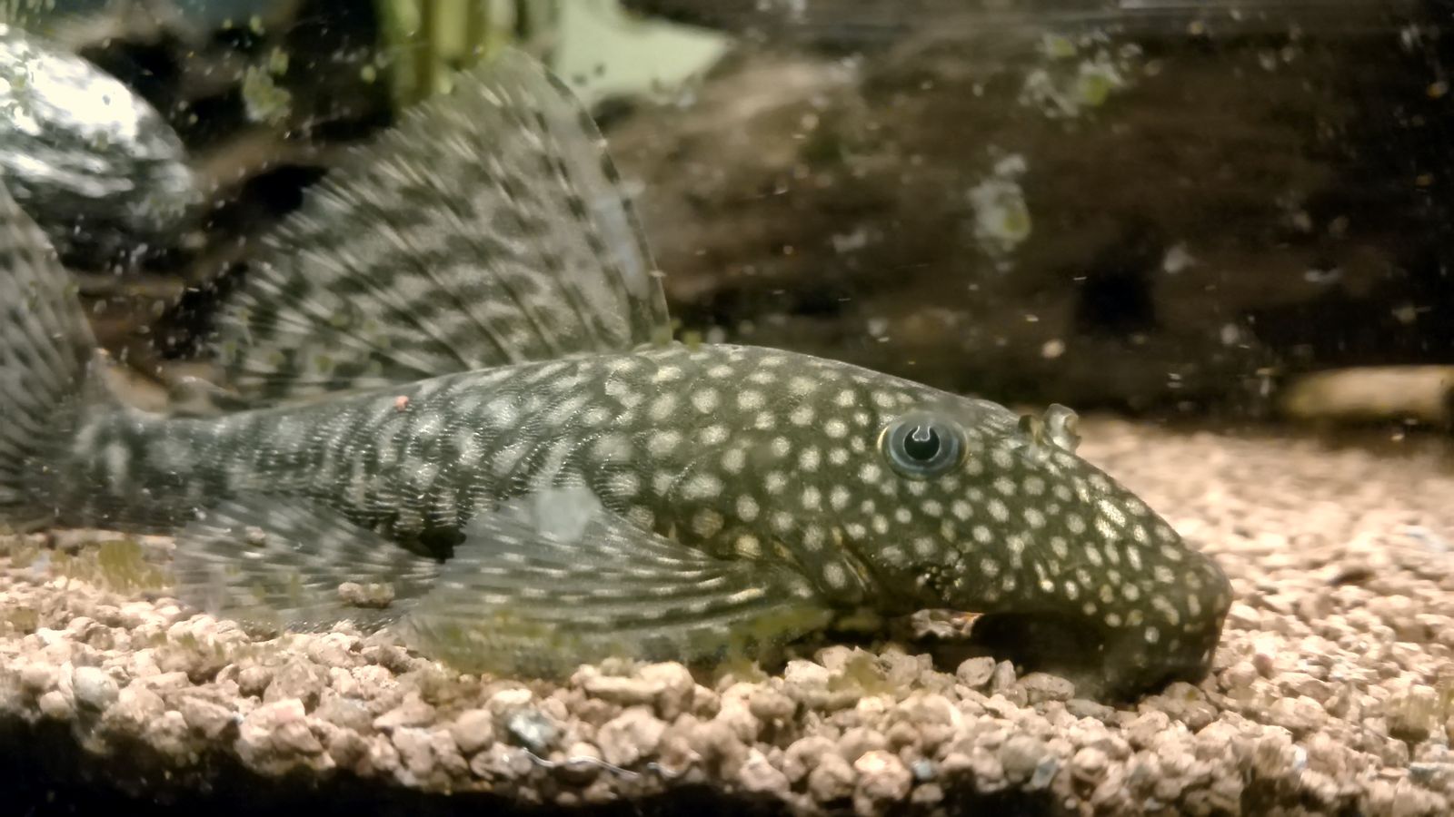 Pleco Zebra, ukuran 8-10