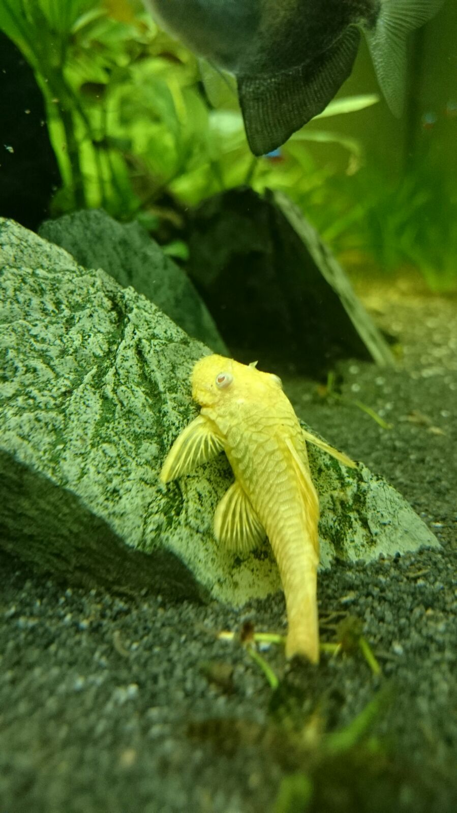 Ikan Sapu-sapu Hias — Foto 2