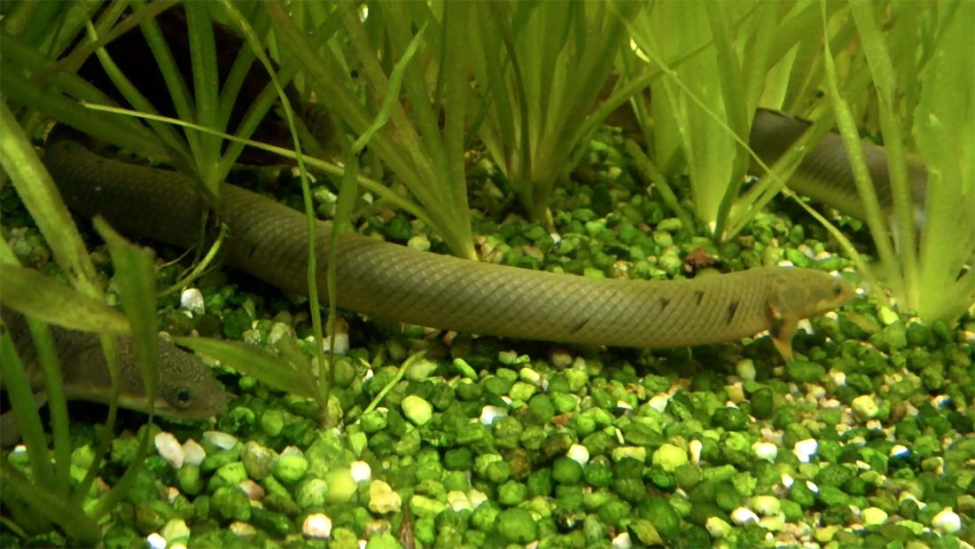 Ikan Naga