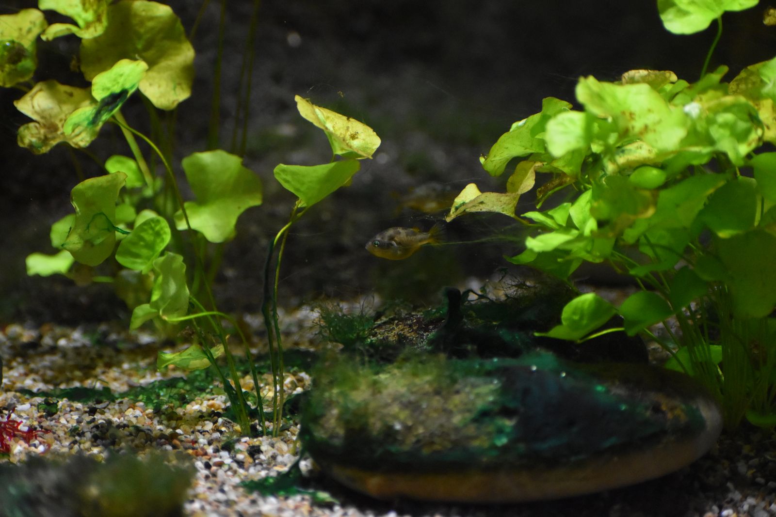 Puffer Air Tawar — Foto 2