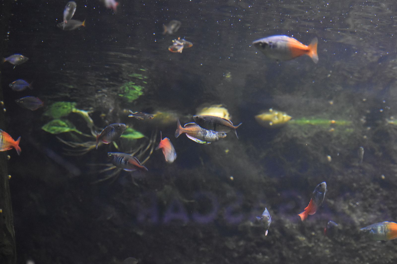 Rainbowfish — Foto 2
