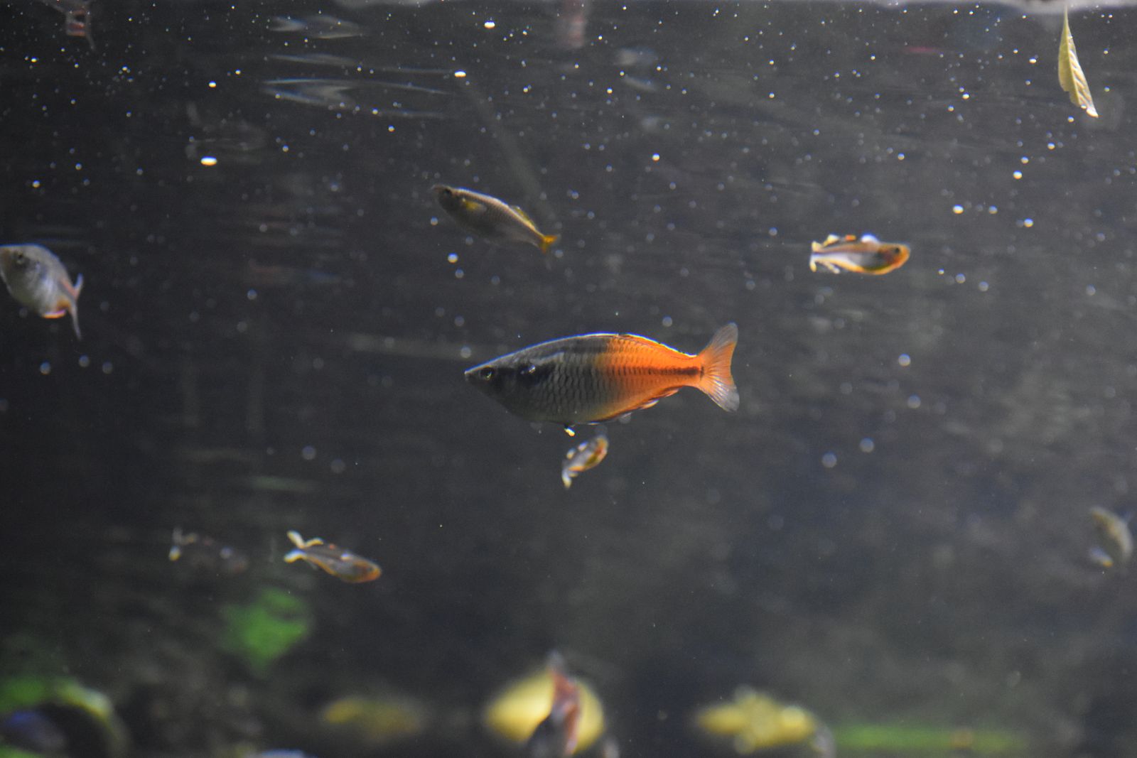 Rainbowfish — Foto 3