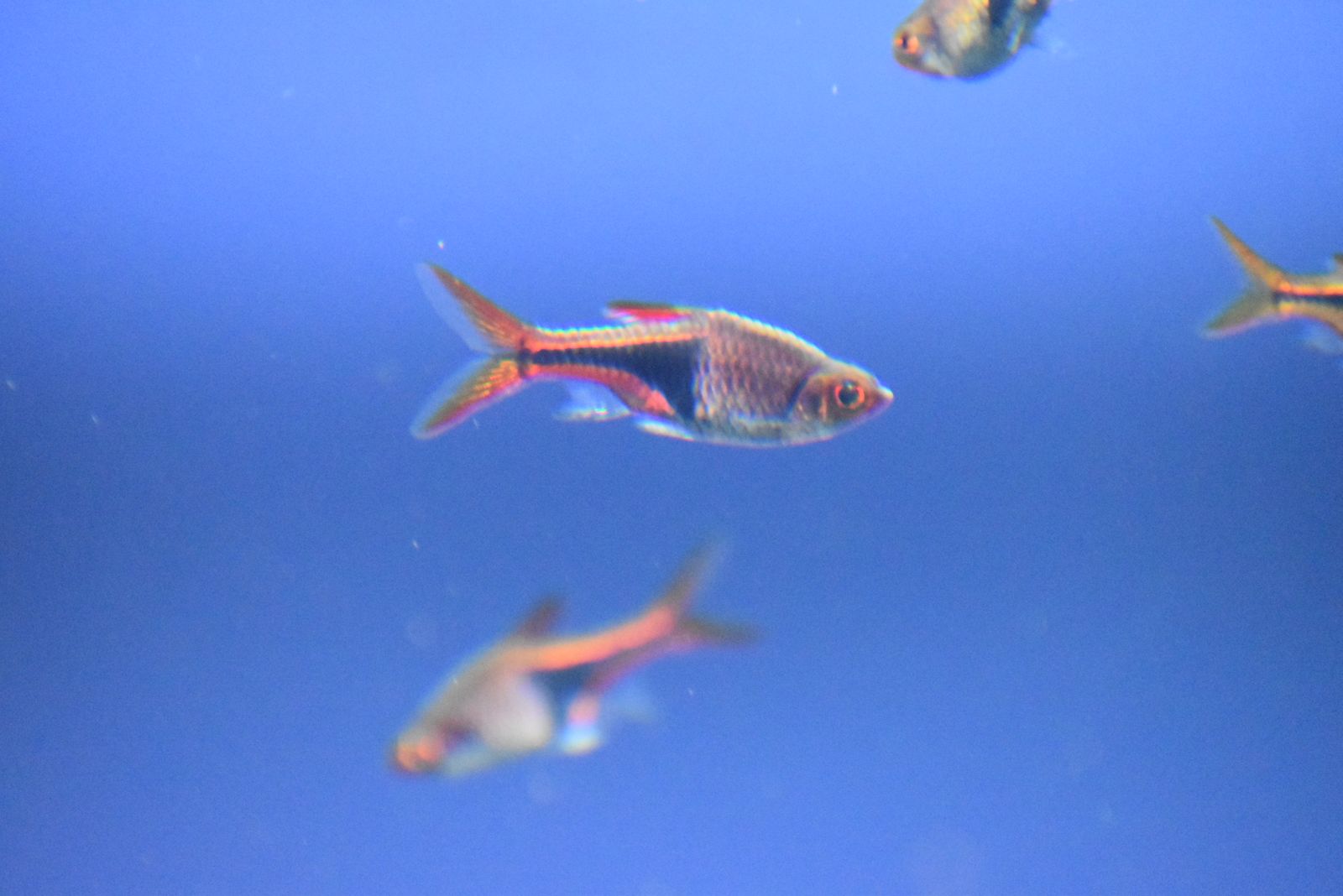 Rasbora Chili, ukuran 2-3